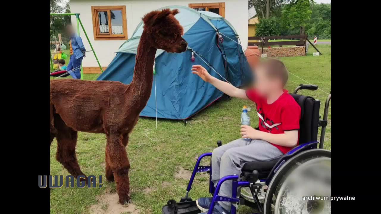 Martwe alpaki w ośrodku nad jeziorem Gopło. „Matka przykryła półtoramiesięczne maleństwo ciałem”