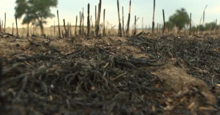 Pożar zboża w Zachodniopomorskiem. Ogień strawił blisko 100 ha upraw