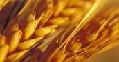 Rozczarowujący popyt na amerykańską pszenicę