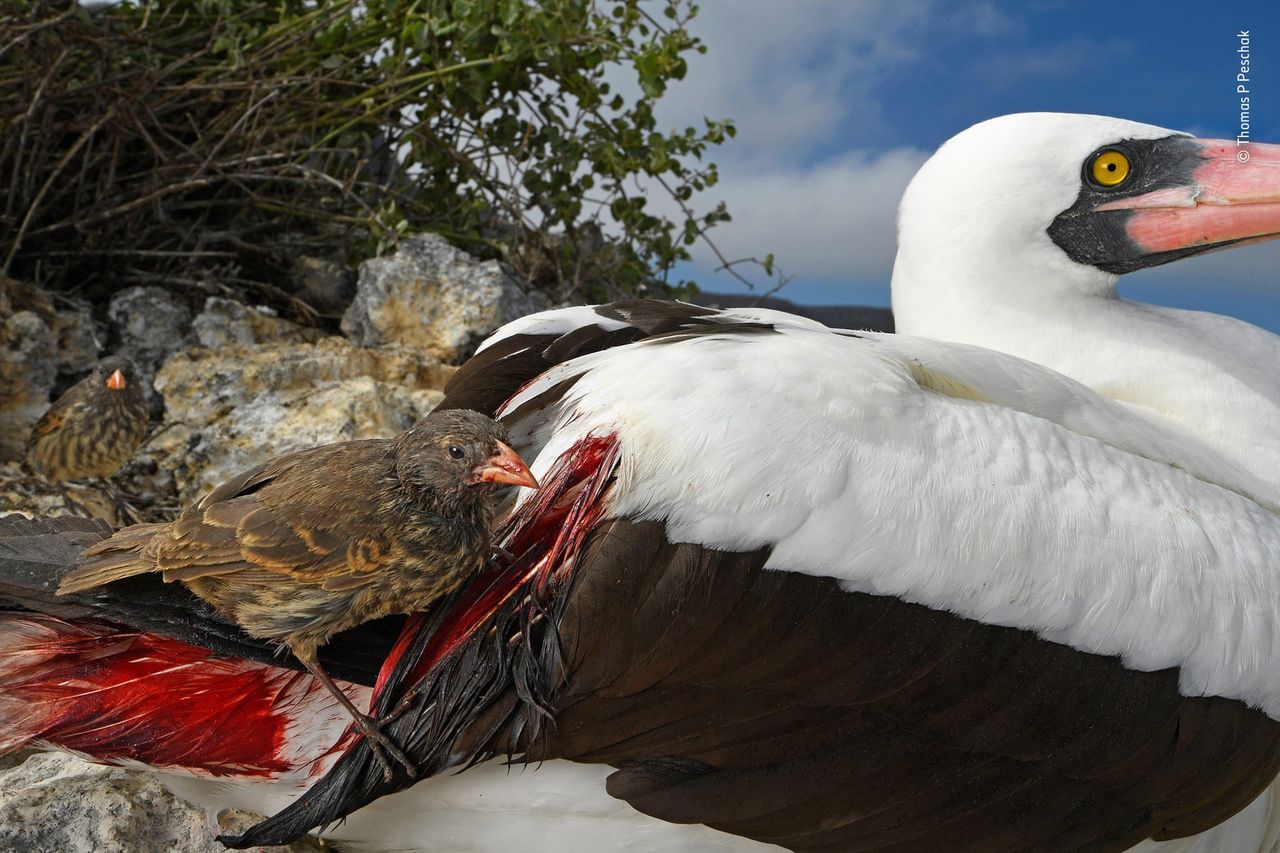 W edycji dla młodzieży zwyciężył 16-letni ** Skye Meake** z portretem lamparta budzącego się ze snu w Mashatu Game Reserve w Bostwanie. Po raz pierwszy w konkursie przyznano również nagrodę za całokształt twórczości. Otrzymał ją Frans Lanting.