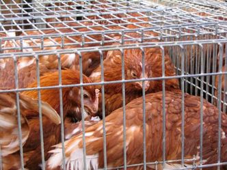 Branża odpowiada na raport NIK o antybiotykach. "Leczenie zwierząt to wymóg prawny"