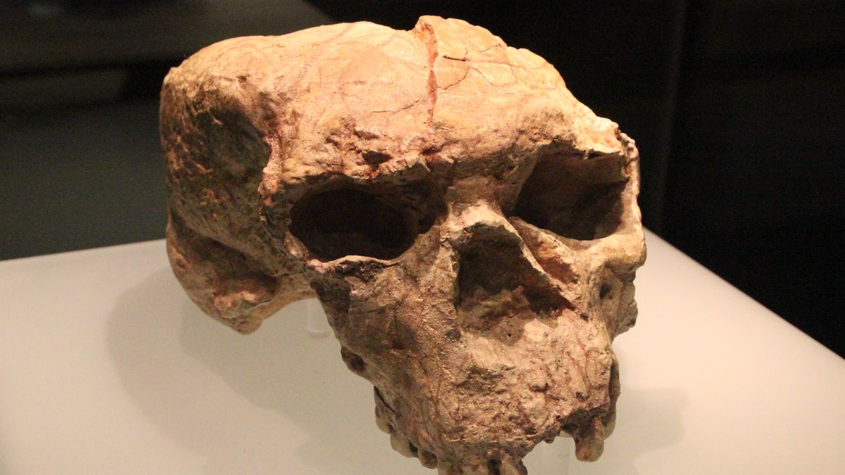 Czaszka hominida odkryta na stanowisku Xuetangliangzi