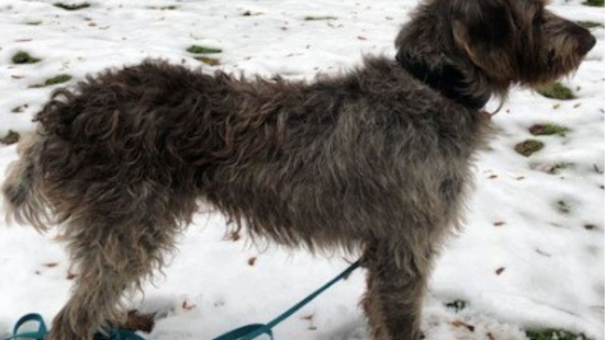 Pies uchodźca szuka domu