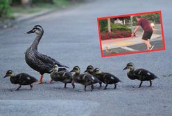 Pomógł kaczkom przejść przez ulicę. Kilka sekund później już nie żył