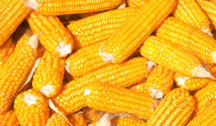 Kukurydza – kalorie, gotowana, z grilla, prażona, w puszce