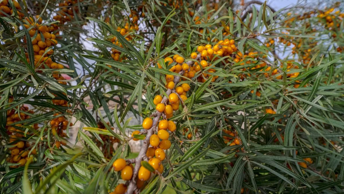 Owoce rokitnika na krzaczku