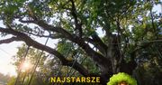 Dąb Bartek – jedno z najstarszych drzew w Polsce