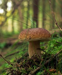 Grzybobranie dobiega końca? Niepokojące sygnały