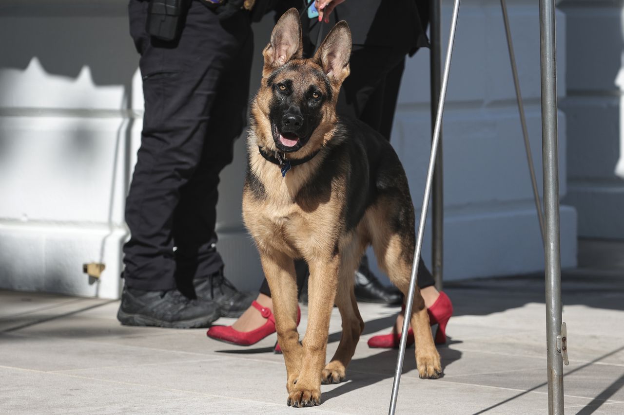 Disturbance at the White House. Biden's dog attacked again