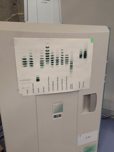 Tak wygląda jeden ze wzorów substancji zakazanych. W tej pracy liczy się nie tylko ogromna wiedza, ale także spostrzegawczość