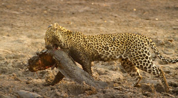 Królestwo drapieżników