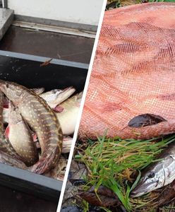 Mieli pomóc w zarybianiu. Ryby zamiast do jeziora, wrzucili do worka