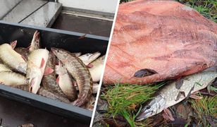 Mieli pomóc w zarybianiu. Ryby zamiast do jeziora, wrzucili do worka