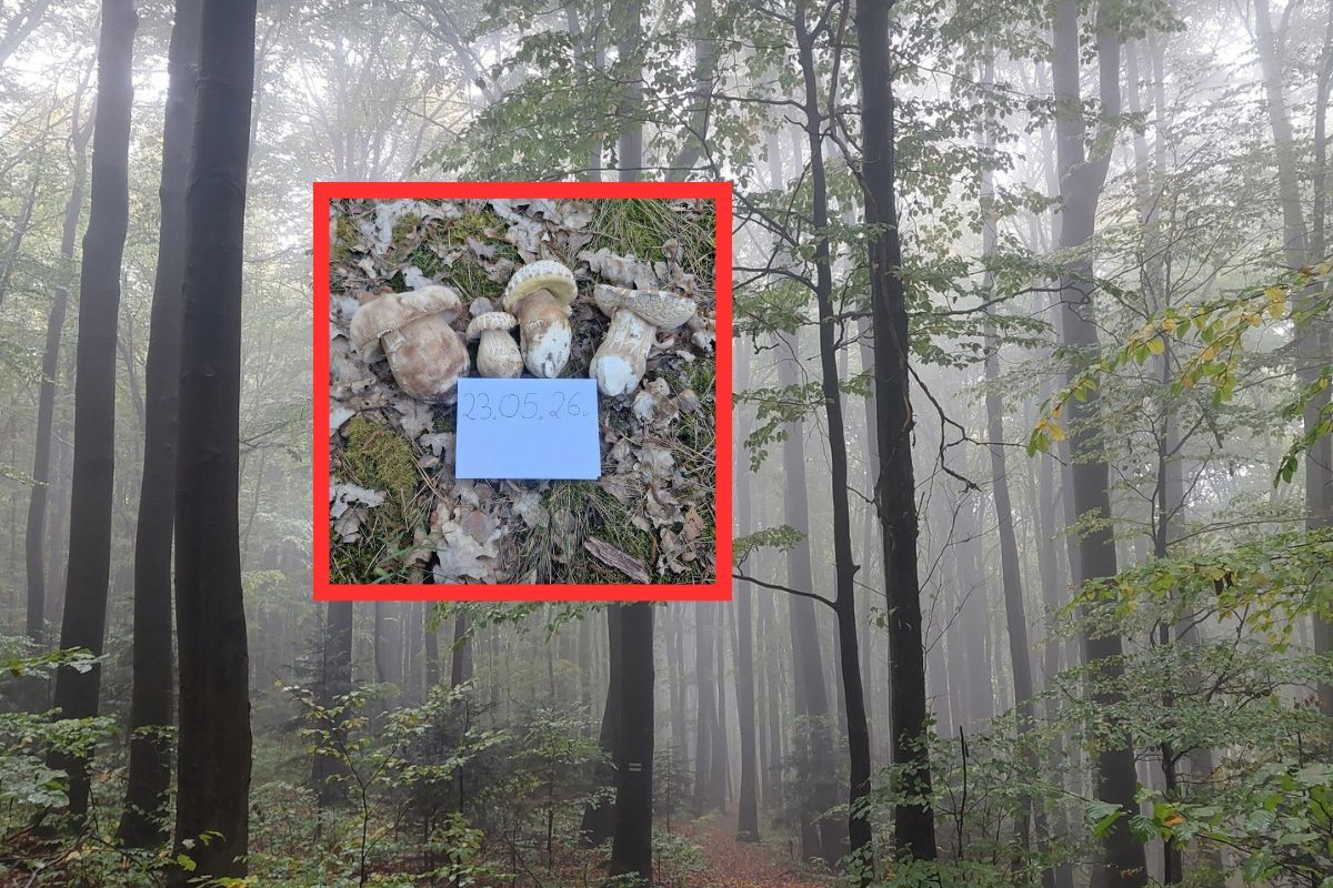 23 maja wszedł do lasu. Grzybiarze zazdroszczą. "Piękne okazy"