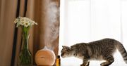 Twój kot unika tego miejsca? Winny może być zapach w domu