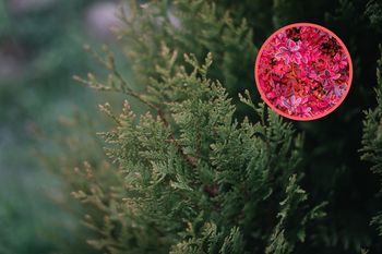 Co posadzić zamiast tui przy ogrodzeniu? Lista jest długa