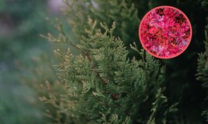 Co posadzić zamiast tui przy ogrodzeniu? Lista jest długa