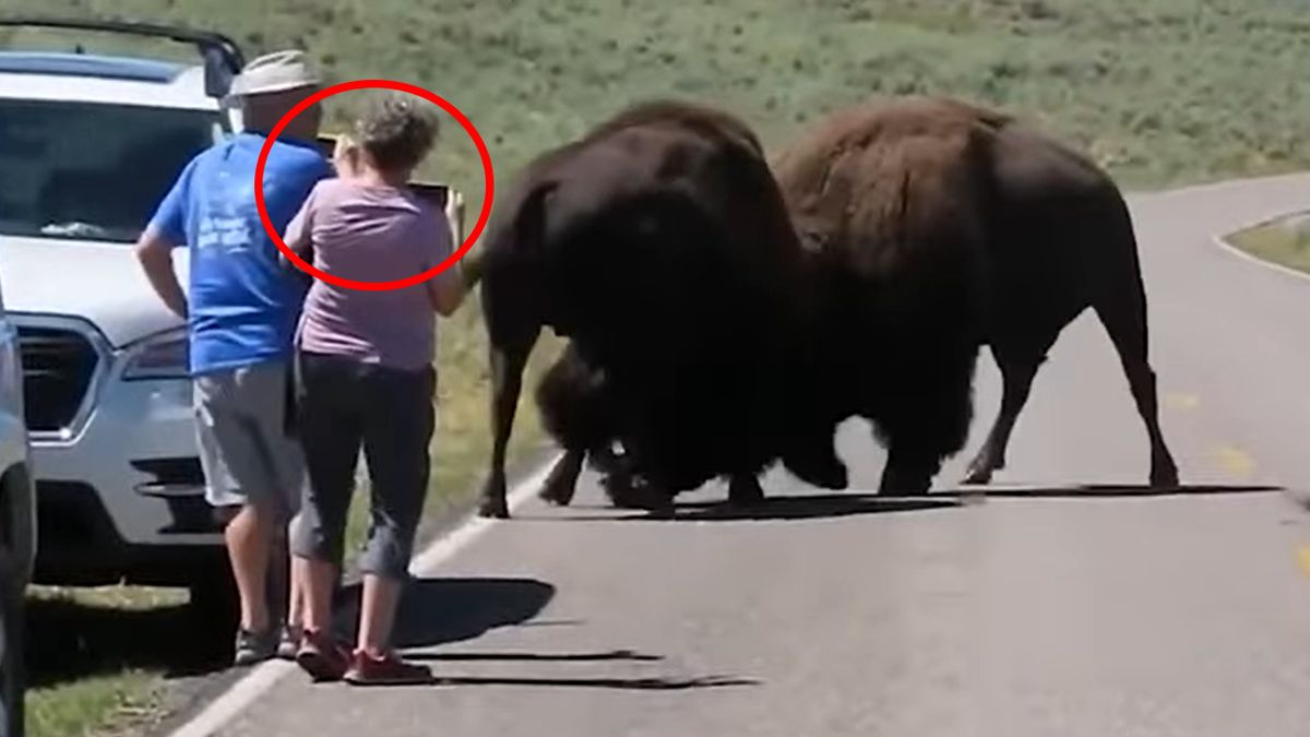 Turyści zamiast schować się w aucie zaczęli nagrywać walczące bizony