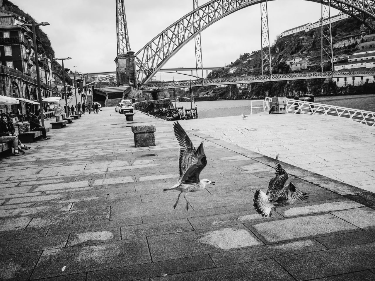 Wystraszone mewy dodały kadrowi dynamiki. Porto, Portugalia.