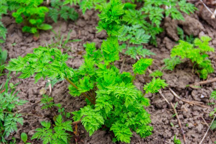 Trującą roślinę łatwo pomylić z pietruszką