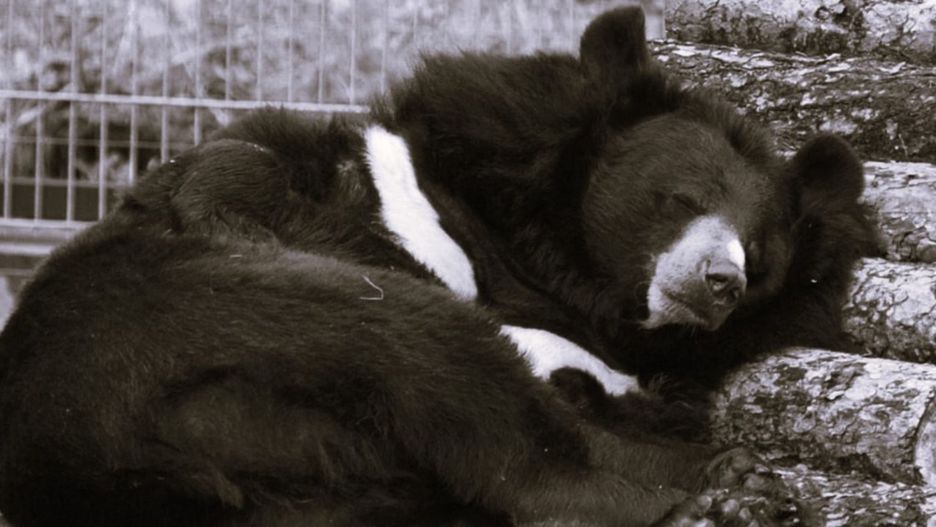 Zdjęcie: Facebook | © Ogród Zoobotaniczny w Toruniu