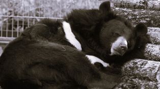 Legenda Toruńskiego Zoo nie żyje. Wolta odeszła po 40 latach