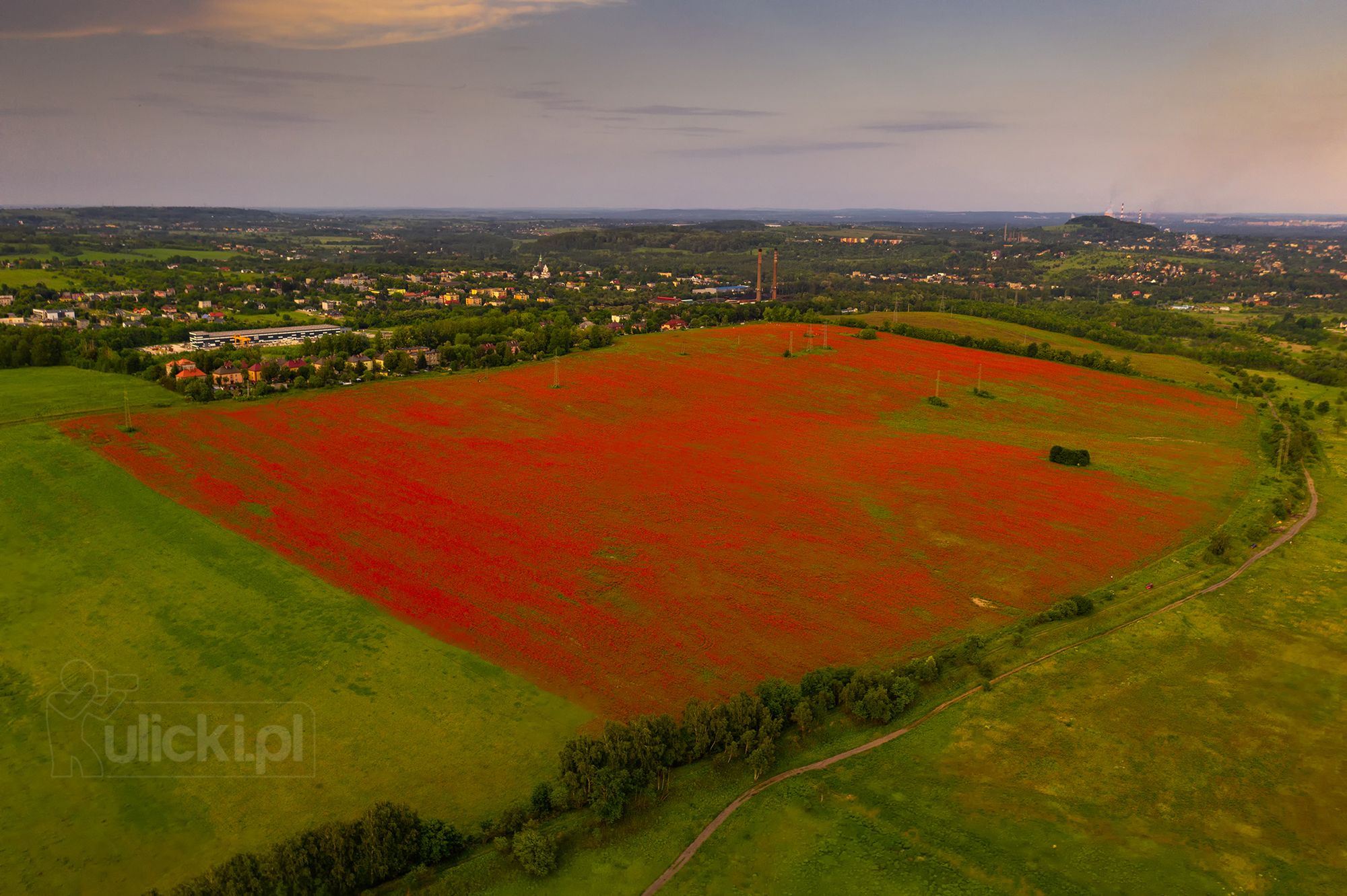 Przepiękne maki na Śląsku. Fotograf zdążył 5 minut przed oberwaniem chmury 3