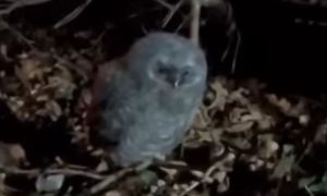 "Puchata kulka" na ziemi. Leśnicy tłumaczą, co się dzieje