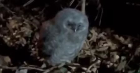 "Puchata kulka" na ziemi. Leśnicy tłumaczą, co się dzieje