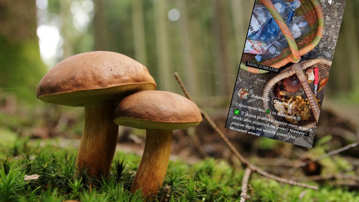 Farmerka namawia do nietypowej rzeczy podczas grzybobrania