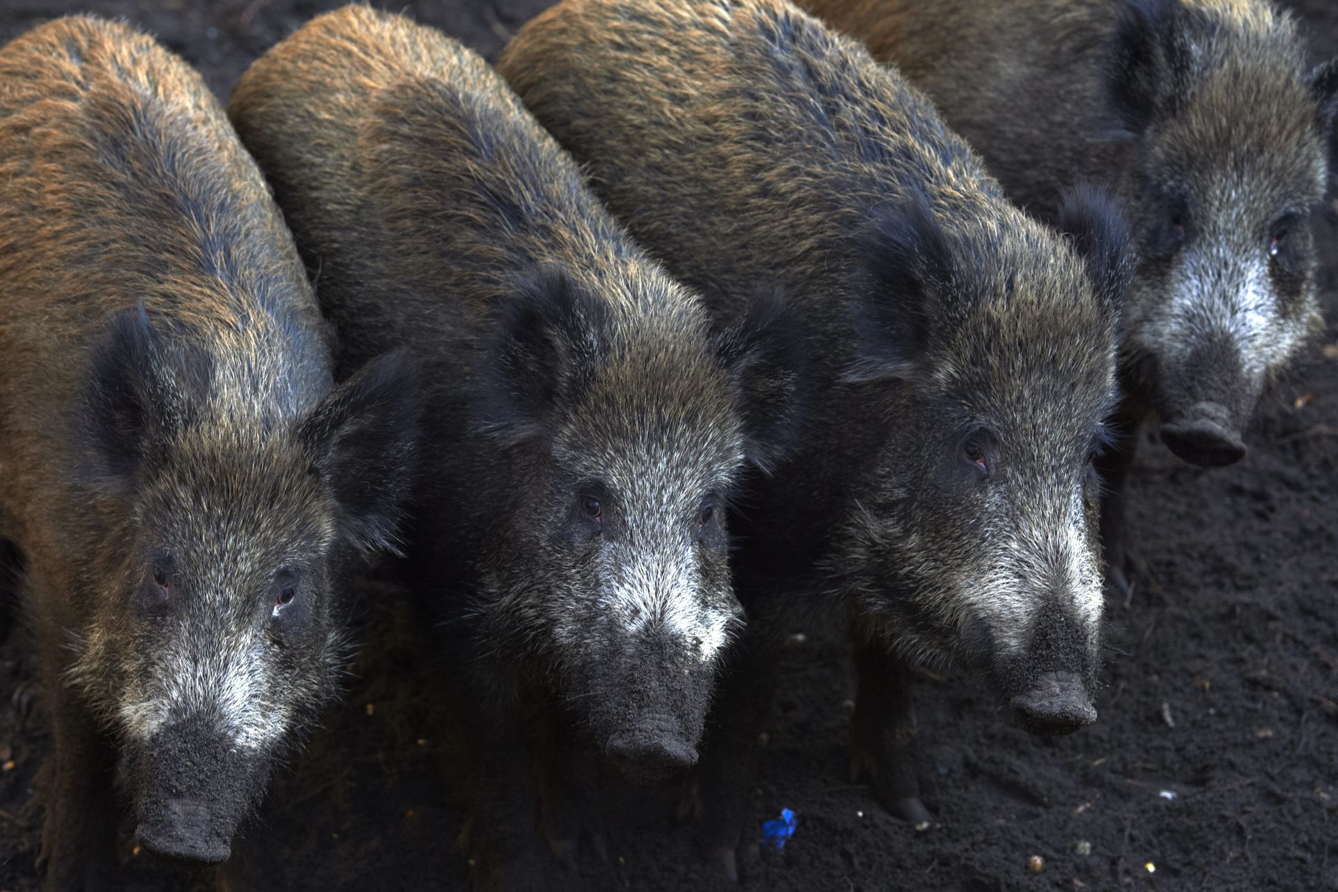 "Nie wierzę". Ekspert zabrał głos ws. dzików w miastach