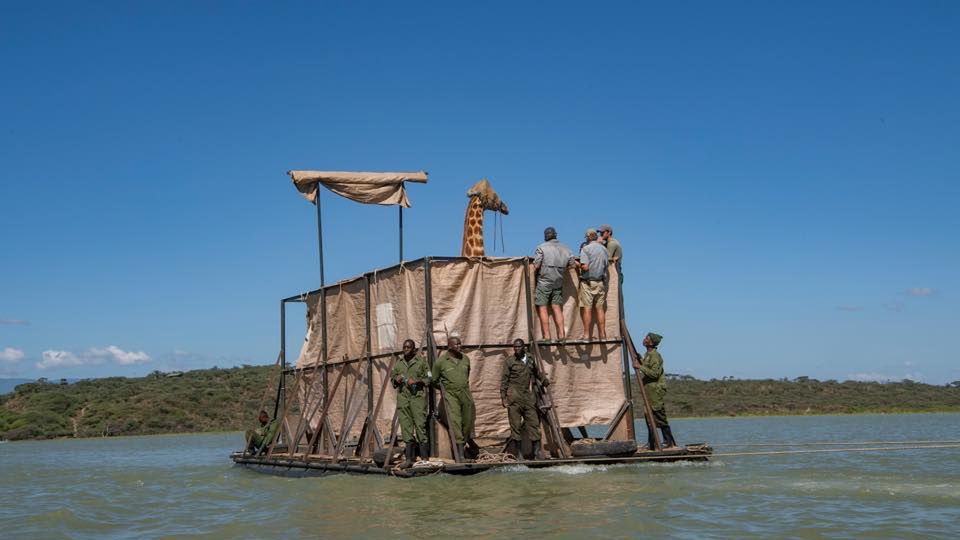 Tratwa ratunkowa dla żyraf. Niezwykłe zdjęcia z Kenii 1