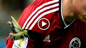 Olbrzymi... owad na ramieniu Rodrigueza