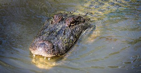Aligator pożarł dziewczynkę na oczach dziadka. Tragedia w Malezji
