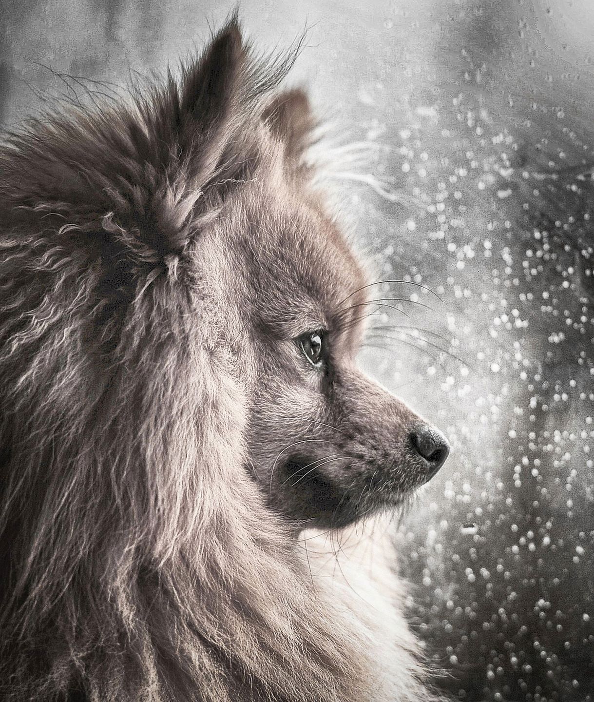 Najpiękniejsze zdjęcia psów w konkursie Dog Photographer of the Year 2018 28