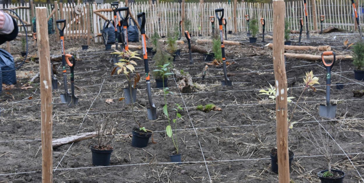 Toruń: Mikrolasy wracają. Tym razem powstaną aż dwa