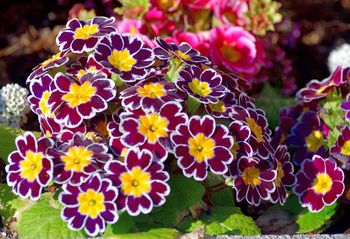 Na te rośliny postaw na początku sezonu. Niestraszne im przymrozki