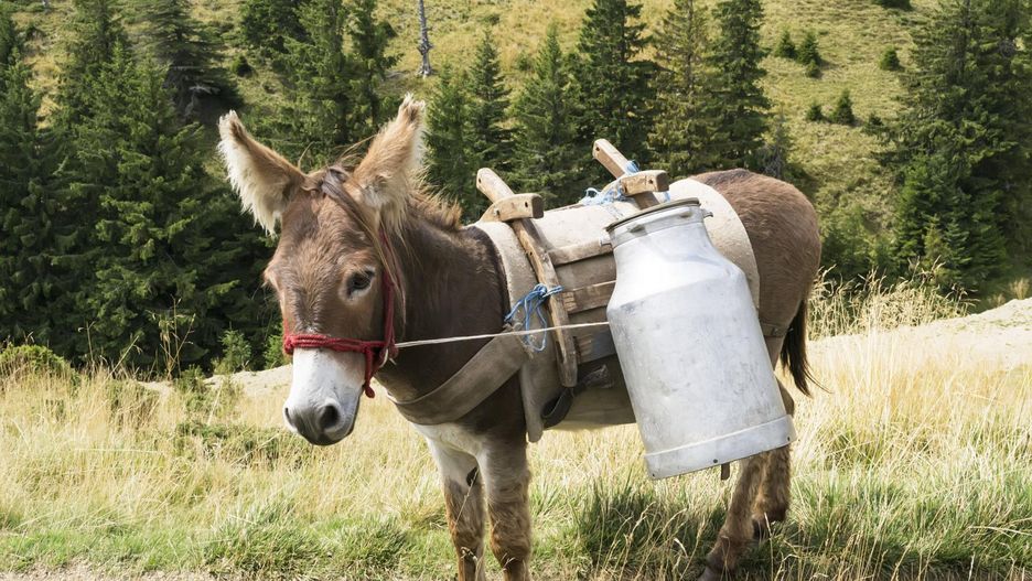 Mleko ośle - czy stanie się nowym hitem żywieniowym?