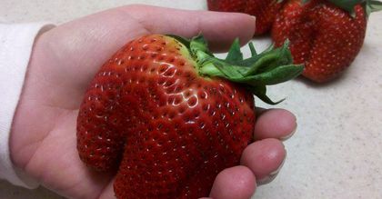 Gigantyczne truskawki hitem sprzedaży. Za jedną trzeba płacić 30 złotych!