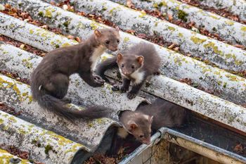 Rozłóż na poddaszu i w garażu. Kuny już się nie zbliżą