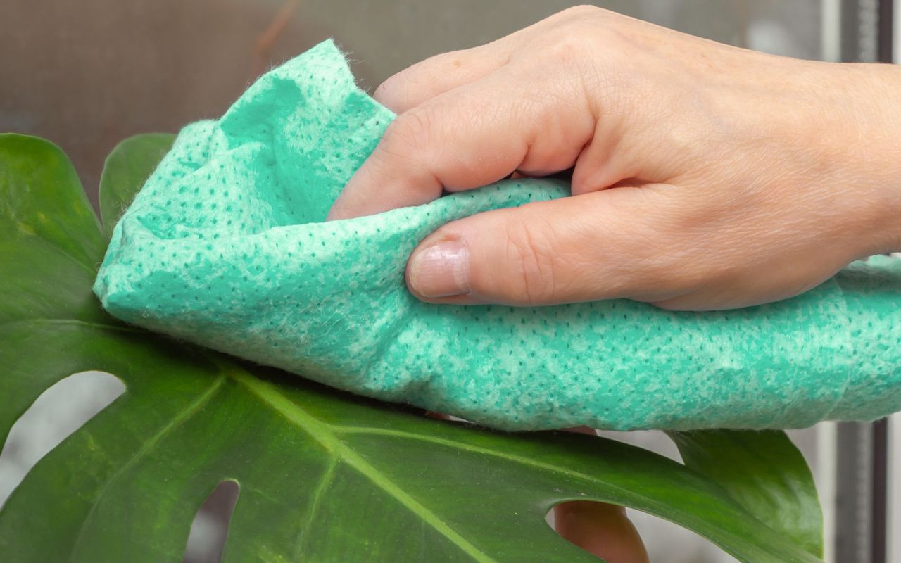 A home method will help protect the leaves of a monstera.