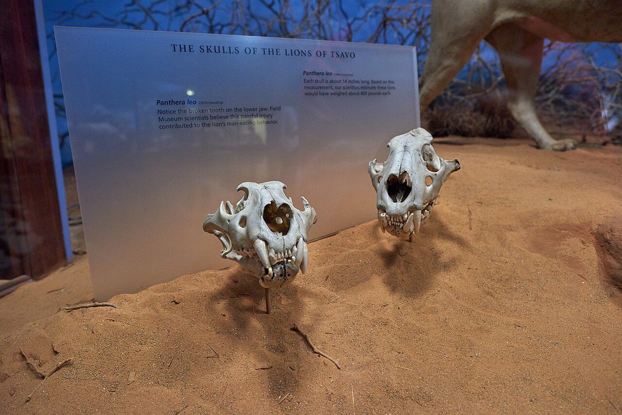 Czaszki lwów z Tsavo, lic. CC-BY-3.0