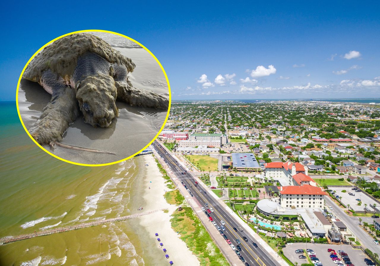 Szokujące znalezisko. Widok na plaży był przerażający