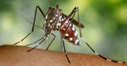 Groźne komary z Azji przyleciały do Europy. Są w kolejnym kraju