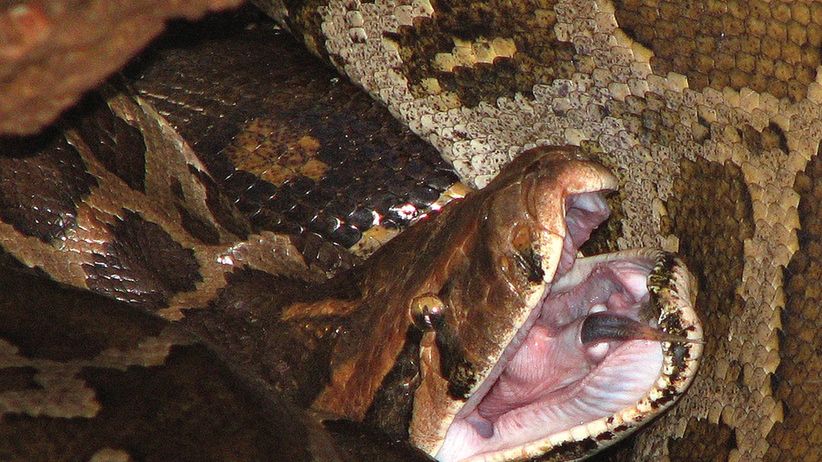 Pyton birmański krzyżuje się z pytonem skalnym