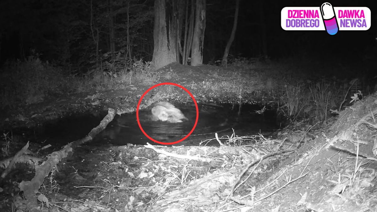 Niesie się nagranie ukazujące kąpiel puszczyka uralskiego.