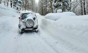 To nie fotomontaż. Leśnicy pokazali zdjęcie
