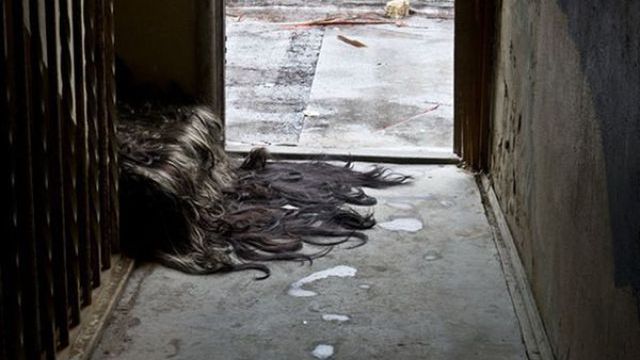 Sądziliście, że kolekcjonowanie szkieletów to najdziwniejsze hobby na świecie? 1