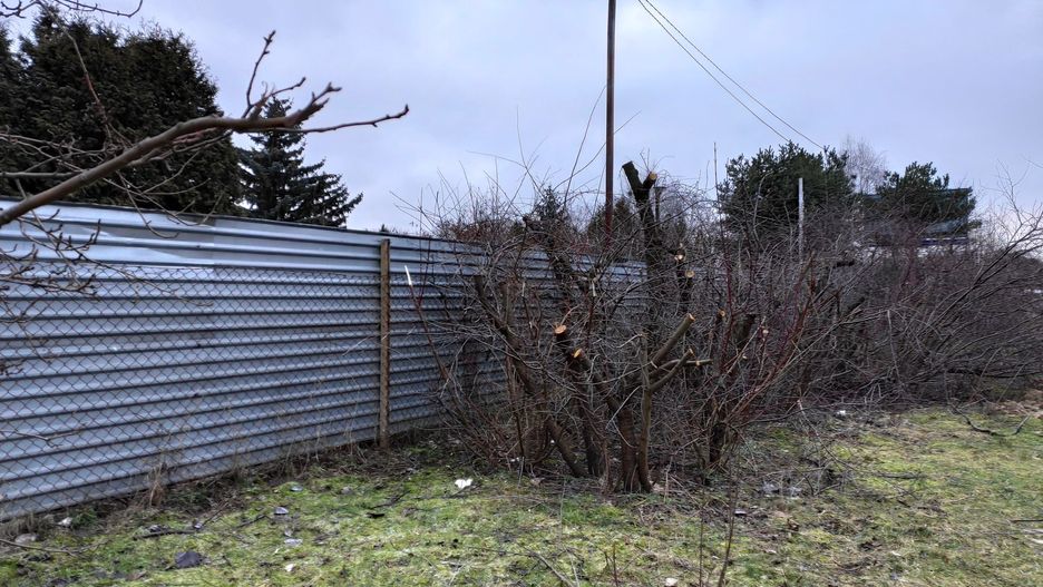 Warszawa. Bestialskie zniszczenia drzew na Bielanach. Zarząd zieleni szuka świadków