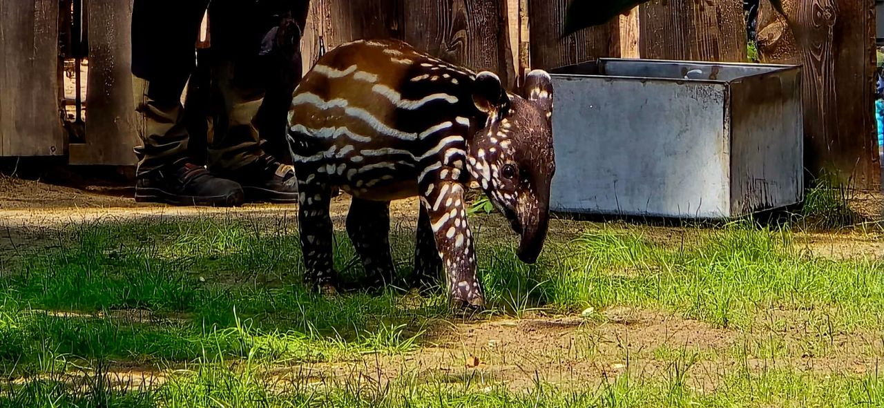 Pierwszy tapir malajski w Polsce urodził się w płockim ZOO. Historyczny sukces!